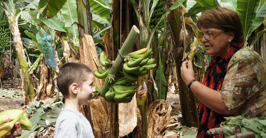 Tenerife: Finca Las Margaritas Banana Plantation Experience - The Banana Plantation Walk: What You Actually See