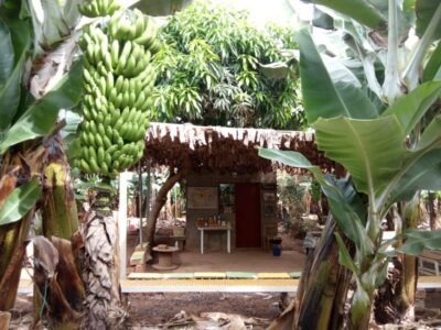 Finca Las Margaritas Banana Plantation Experience
