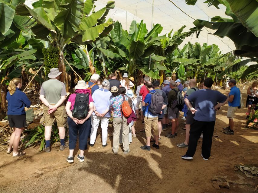 Tenerife: Finca Las Margaritas Banana Plantation Experience - Gofio Demo and Why It Fits This Farm Visit