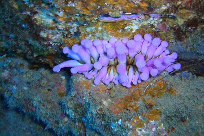 Tenerife First Time Scuba Dive – Turtle Habitat, Small Groups - Puerto Colón, small groups, and first-time confidence