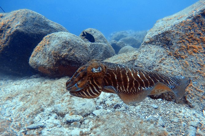 Tenerife First Time Scuba Dive – Turtle Habitat, Small Groups - The boat ride to the underwater training area