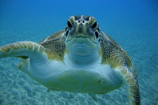 Tenerife First Time Scuba Dive – Turtle Habitat, Small Groups - Snorkeling safari for a second chance at wildlife
