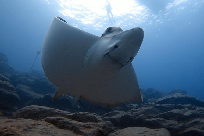 Tenerife First Time Scuba Dive – Turtle Habitat, Small Groups - Turtles and marine life: what you should realistically hope for