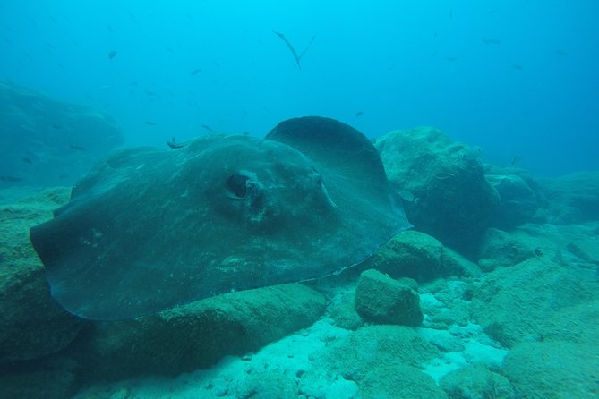Tenerife First Time Scuba Dive – Turtle Habitat, Small Groups - Group size, instructor ratio, and photo reality