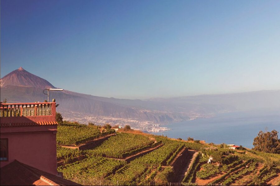 Tenerife: Full-Day Gastronomy and Wine Tour - Who this tour suits best (and who should think twice)