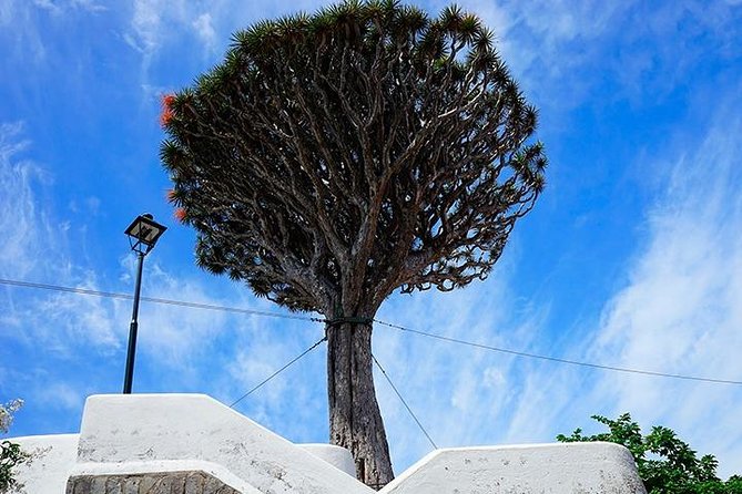 Tenerife Full Island Tour - The 8-hour reality check: what a full-island day feels like
