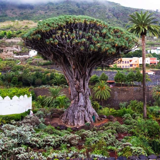 Tenerife: Full Private Island Tour, with departures from the south and north - Private full-day Tenerife routes: south pick-up or north pick-up