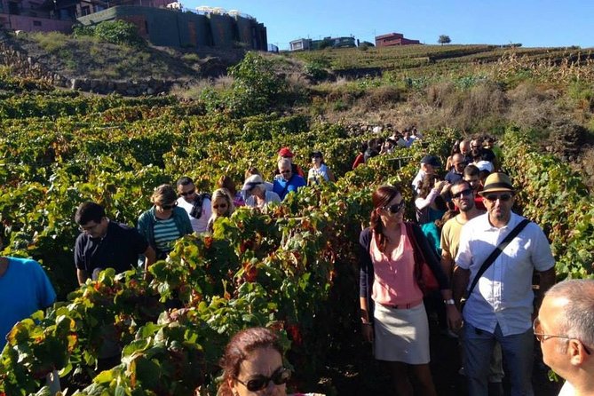 Tenerife Gastronomy Tour with Two Winery Visits and 4-Course Lunch - A north-island day built around food, not just wine