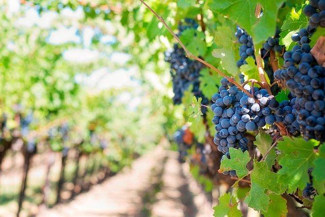 Tenerife Gastronomy Tour with Two Winery Visits and 4-Course Lunch - La Laguna first: where the tour slows down (a little)