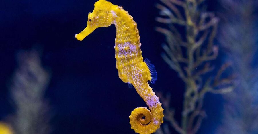 Tenerife: Gran Canaria Full-Day Guided Tour with Aquarium - Who should book this Gran Canaria plus aquarium day