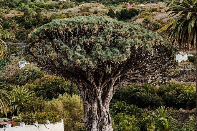 Tenerife Grand Tour: including Teide National Park and Masca - Who this tour is best for, and who should rethink it