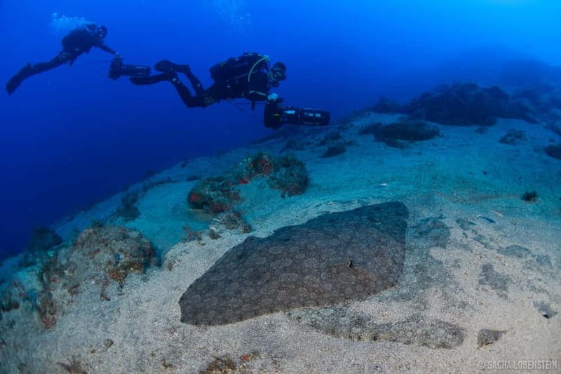 Tenerife: Guided Dive and Scooter Experience - Key highlights you should care about