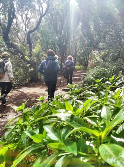 Tenerife: Guided hike in Anaga Rural Park - Key highlights worth showing up for
