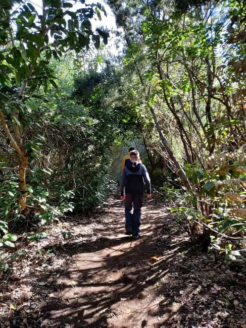 Tenerife: Guided hike in Anaga Rural Park - Why Anaga’s laurel forest feels like Tenerife’s green lung