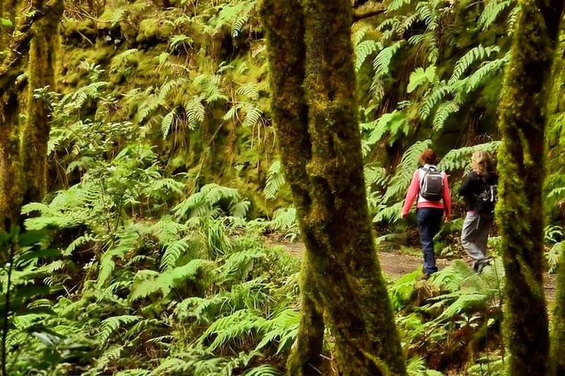 Tenerife: Guided hike in Anaga Rural Park - How the meeting point works at Cruz del Carmen parking lot