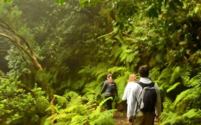 Guided hike in Anaga Rural Park