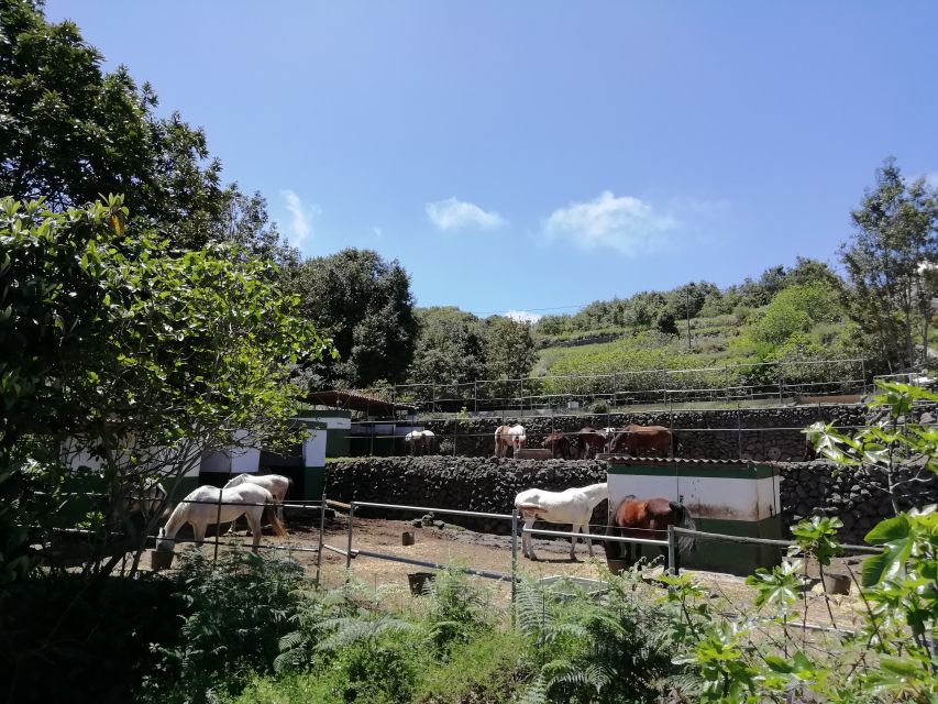 Tenerife: Guided Horseback Riding Tour to the Lomo Forest - The language factor: English, German, or Spanish only
