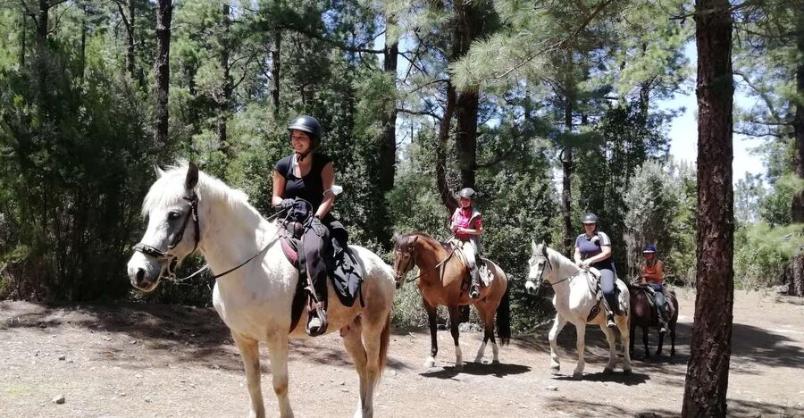 Tenerife: Guided Horseback Riding Tour to the Lomo Forest - The Lomo Forest trail: pace, views, and the reality of walk-only