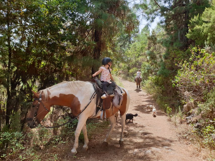 Tenerife: Guided Horseback Riding Tour to the Lomo Forest - How safety and comfort work for non-riders
