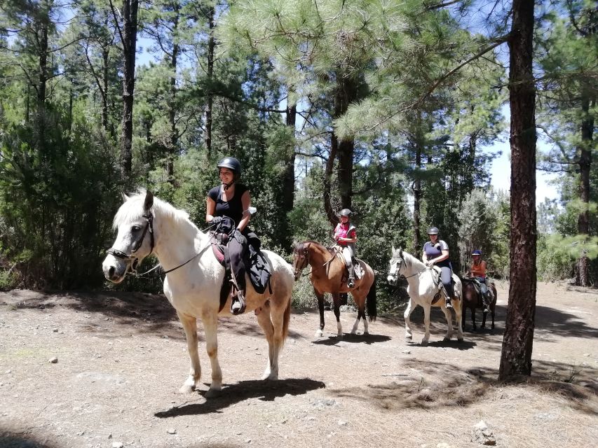 Tenerife: Guided Horseback Riding Tour to the Lomo Forest - Who this horseback ride suits, and who should pick another option