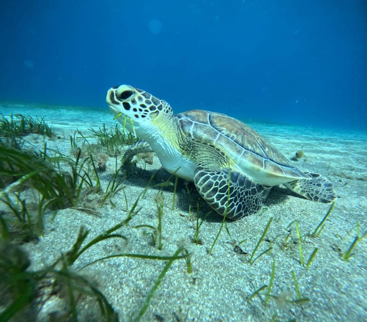 Tenerife: Half-Day Snorkeling Tour - Key things that make this snorkeling tour worth your time
