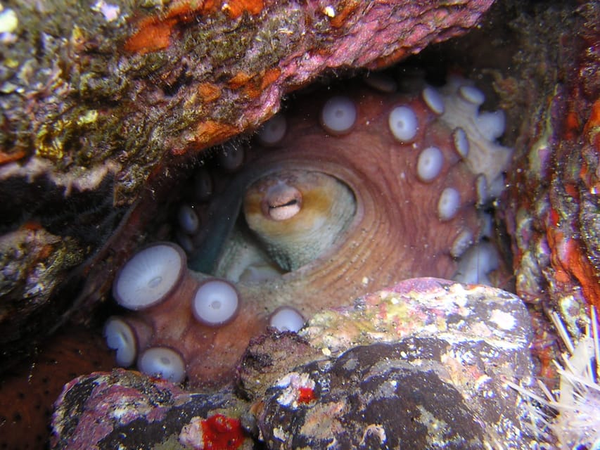 Tenerife: Half-Day Snorkeling Tour - The 30-minute break: drying off, resetting, and keeping your head clear