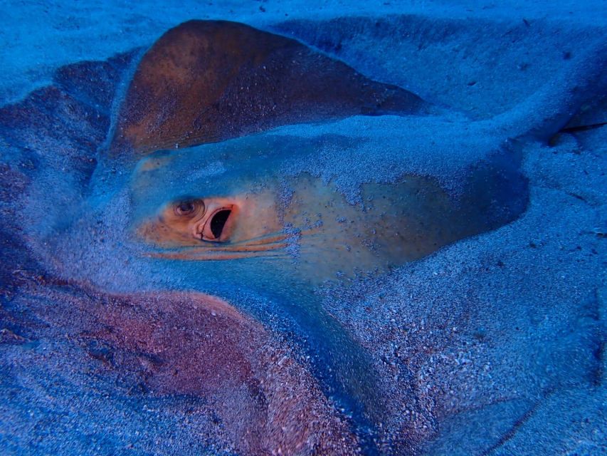 Tenerife: Half-Day Snorkeling Tour - The second, shorter snorkeling window: 30 minutes to explore on your own