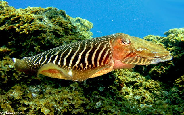 Tenerife: Half-Day Snorkeling Tour - Pickup and drop-off across Tenerife: plan around the group route