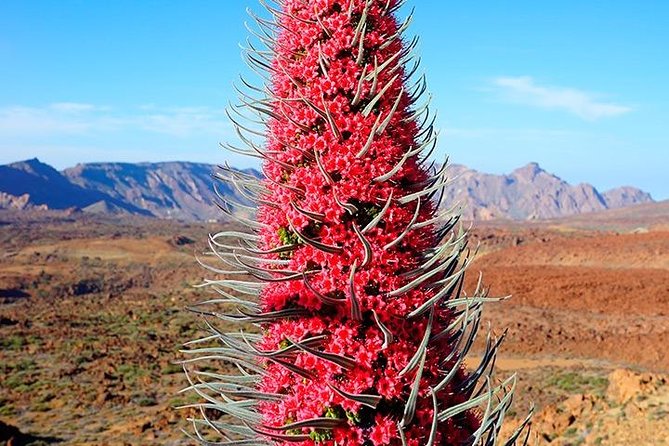 Tenerife Highlights Full-Day Tour - A full-day sampler of south and north Tenerife
