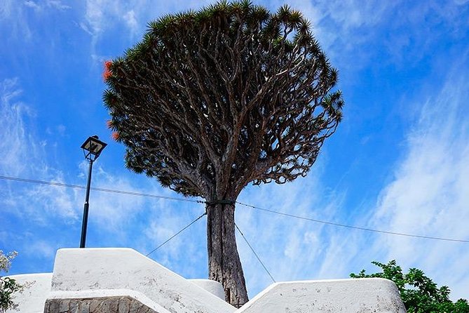 Tenerife Highlights Full-Day Tour - Coach comfort, timing, and the real meaning of air-conditioned