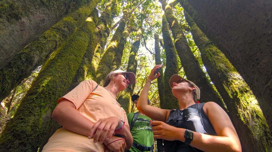 Tenerife: Hike Above Masca in Enchanted Forest with Pick-up - Entering Tenerife From Above Masca, Not Through a Crowd