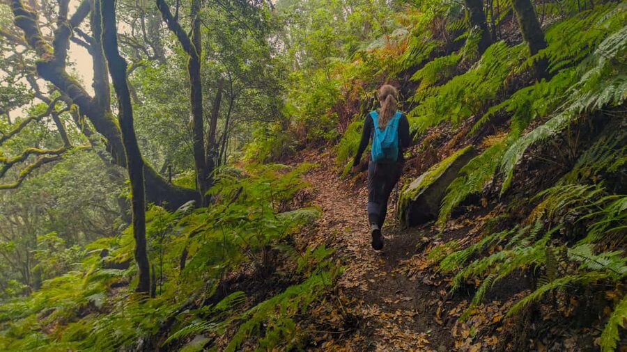 Tenerife: Hike Above Masca in Enchanted Forest with Pick-up - The Hike Setup: Small Group, Real Pacing, Moderate Climb