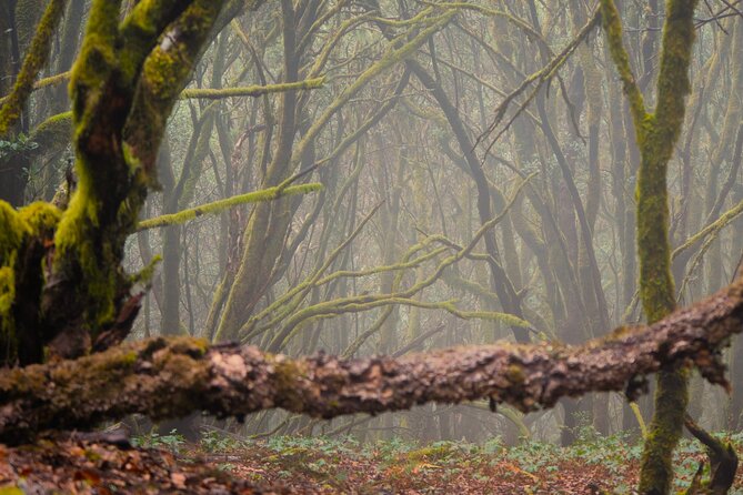 Tenerife: Hiking through Enchanted forest Above Masca with PICKUP - Why This Above Masca Hike Feels Special (Not Just Another Forest Walk)