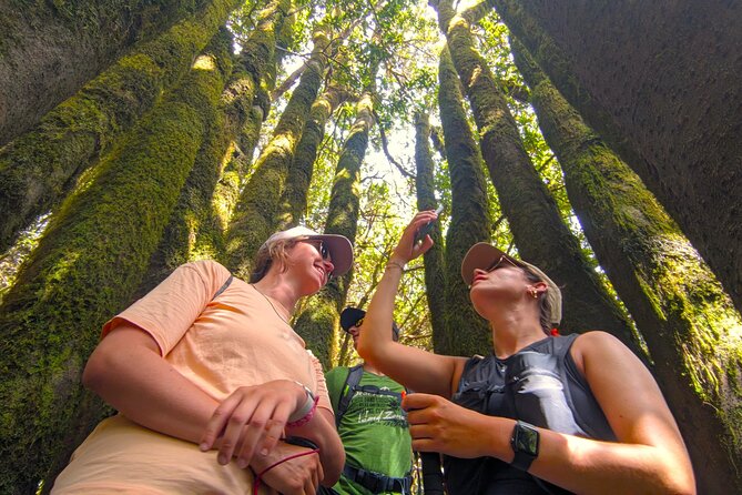 Tenerife: Hiking through Enchanted forest Above Masca with PICKUP - Photos, Stories, and How the Day Ends