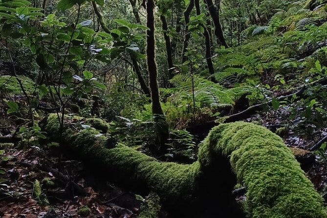 Tenerife: Hiking through Enchanted forest Above Masca with PICKUP - Quick Key Points to Decide Faster
