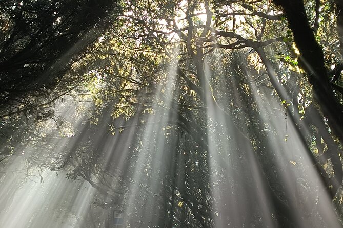 Tenerife: Hiking Tour in Anaga Mountains and Enchanted Forest - The main hike across ridges, slopes, and valleys