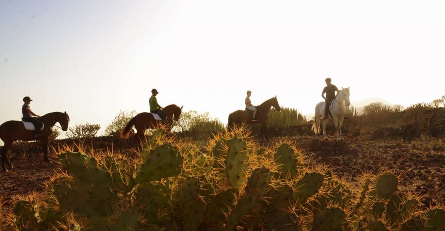 Tenerife: Horseback Ride with Instructor - What you ride through: volcanic terrain and Canarian plants