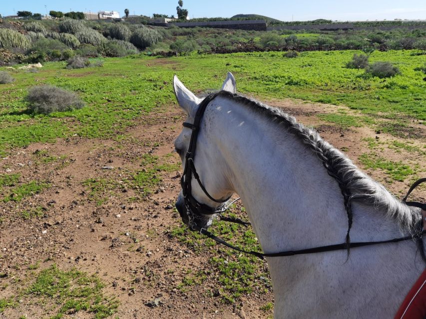 Tenerife: Horseback Ride with Instructor - What to pack, and the clothing rules that trip people up