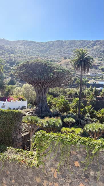 Tenerife: Icod de los Vino, Garachico & Guachinche Tour - Getting picked up, then heading straight for Tenerife’s north