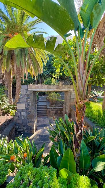Tenerife: Icod de los Vino, Garachico & Guachinche Tour - El Drago butterfly garden: when “family friendly” also works for adults