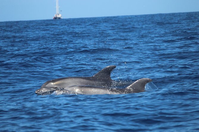 Tenerife : Jet Ski Tour with option for Quad Trip - The swim and snorkeling break: plan for short, weather-driven time