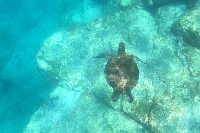 Tenerife: Kayak and snorkel with marine life safari - Getting Comfortable on the Kayak, Fast