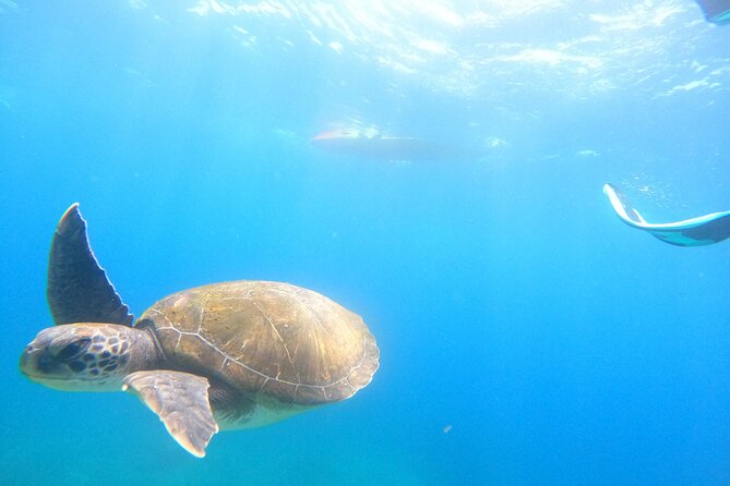 Tenerife: Kayak and snorkel with marine life safari - Snorkel Safari Time: What You Do Underwater