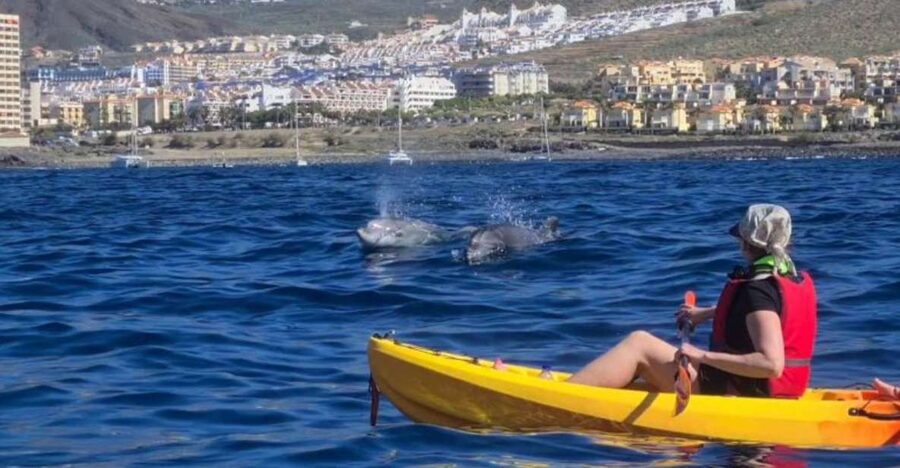 Tenerife: Kayak Safari and Snorkel in a Marine Reserve - Key highlights you should care about