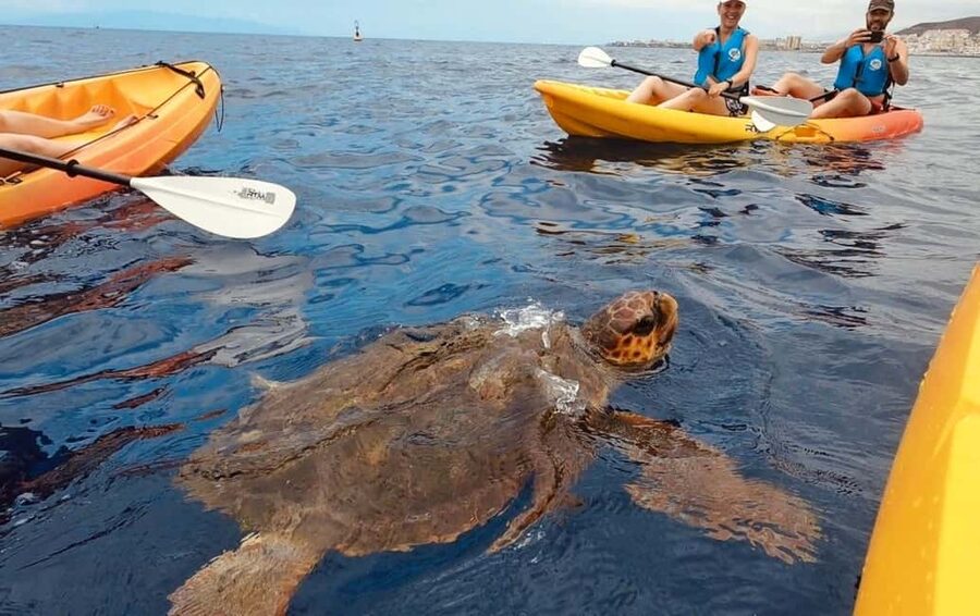 Tenerife: Kayak Safari and Snorkel in a Marine Reserve - Why kayaking this Tenerife coast feels different from a boat trip