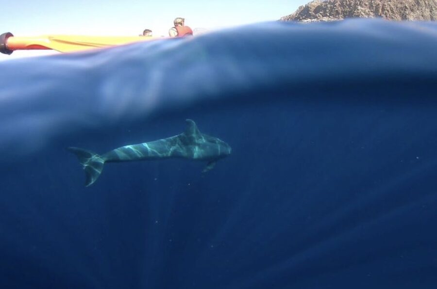 Tenerife: Kayak Safari and Snorkel in a Marine Reserve - Snorkeling in a sea-access only spot: what to expect when the water cooperates