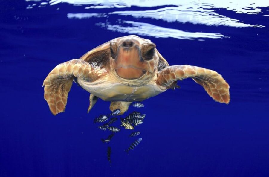 Tenerife: Kayak Safari and Snorkel in a Marine Reserve - Dolphin watching at the secret stop: close-up viewing without the chaos