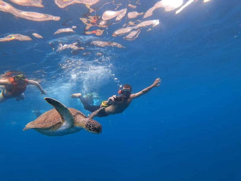 Tenerife: Kayak Sea Safari with Snorkel and Snacks - Key highlights worth centering