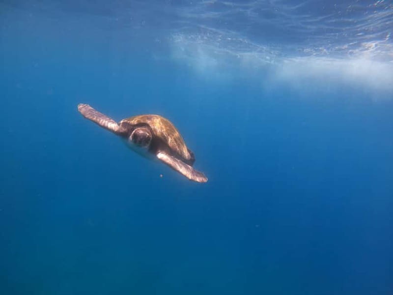 Tenerife: Kayak Sea Safari with Snorkel and Snacks - Why the Los Cristianos coast is the best kind of Tenerife day
