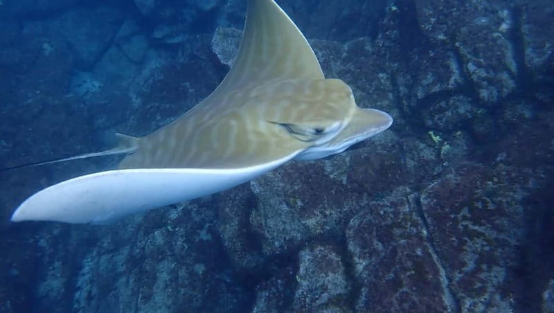 Tenerife: Kayak Sea Safari with Snorkel and Snacks - The secret stop: where snorkeling turns into the highlight